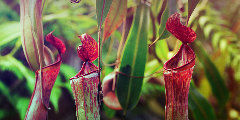 1st Carnivorous Plant Identified In 20 Years Grows Near Vancouver